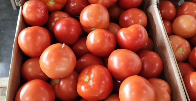 Томат среднеплодный круглый красный