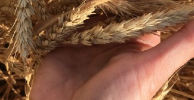 Семена озимой пшеницы сорт Краса Дона ЭС/РС1, Ростовская обл