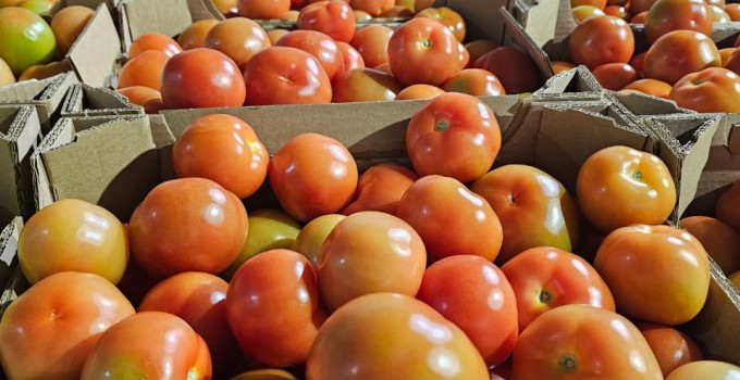 Томат среднеплодный круглый красный