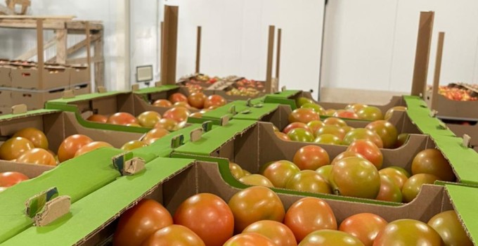 Томат среднеплодный круглый красный