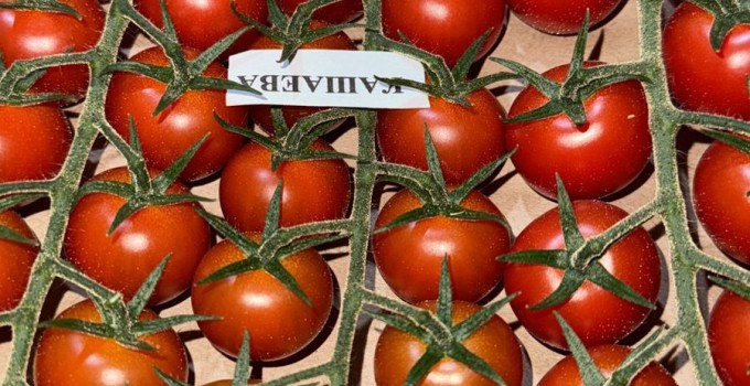 Томат черри тепличный