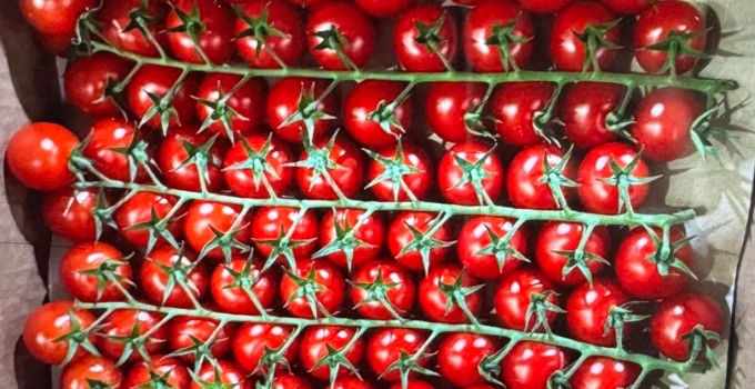 Томат черри тепличный