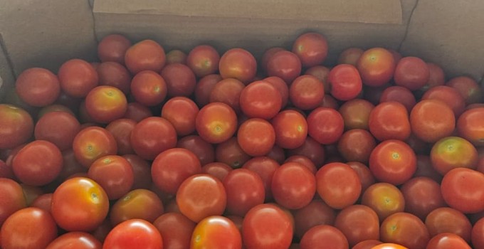 Томат черри тепличный