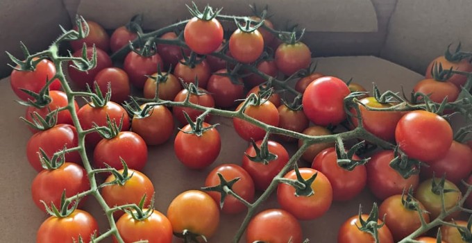 Томат черри тепличный