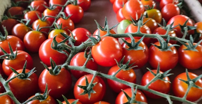 Томат черри тепличный