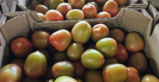 Томат сливовидный красный тепличный