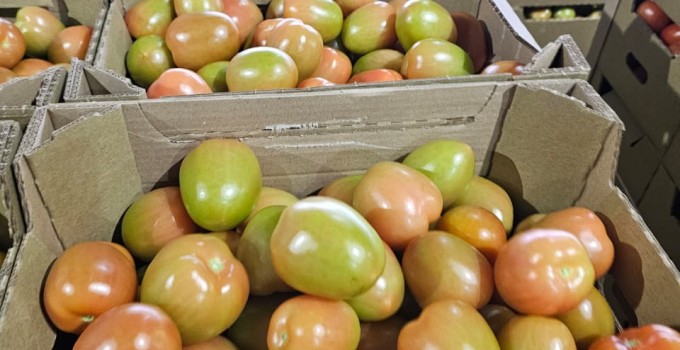 Томат сливовидный красный тепличный