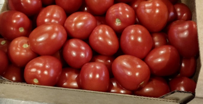 Томат сливовидный красный тепличный