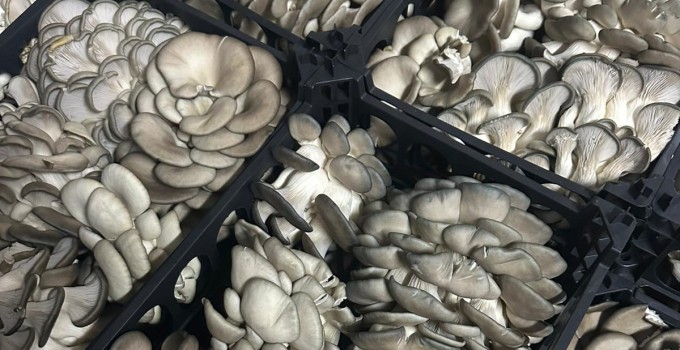 Вешенка свежая весовая