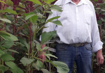 Амарант семена посевные, зерно амаранта