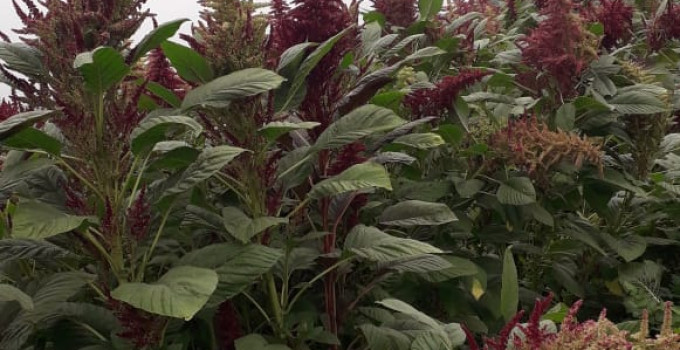 Амарант семена посевные, зерно амаранта