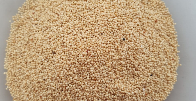 Амарант семена посевные, зерно амаранта