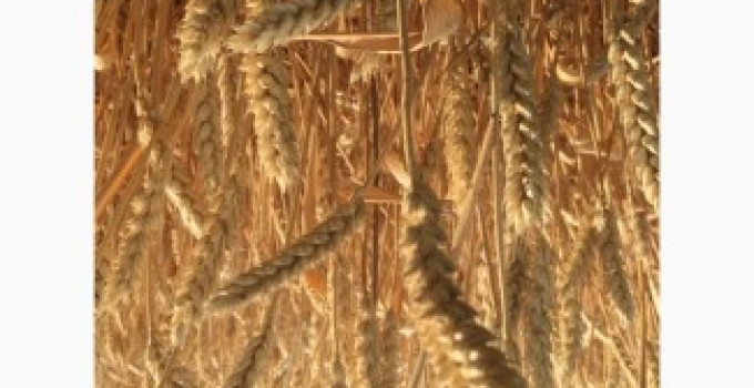 Семена озимой пшеницы сорт Юка ЭС/РС1/РС2, Ростовская обл