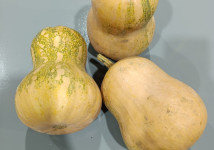 Баттернат мускатная