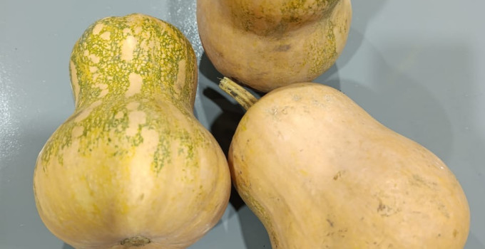 Баттернат мускатная