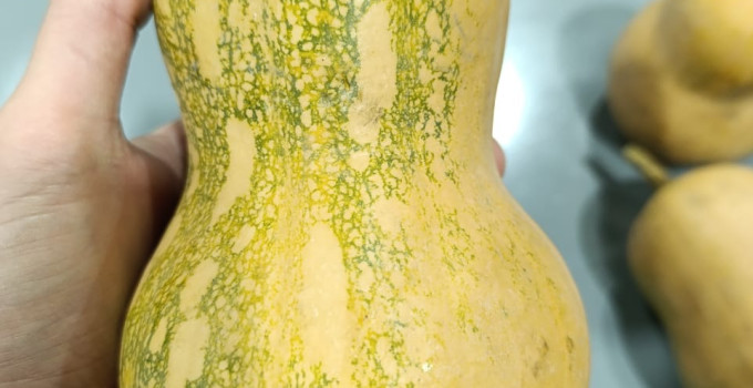 Баттернат мускатная