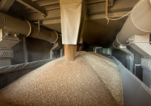 Пшеница 5 класса