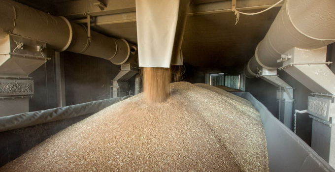 Пшеница 5 класса