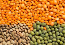 Семена Чечевицы