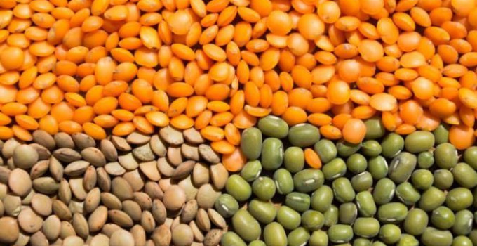 Семена Чечевицы