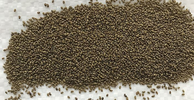 Семена однолетних и многолетних трав