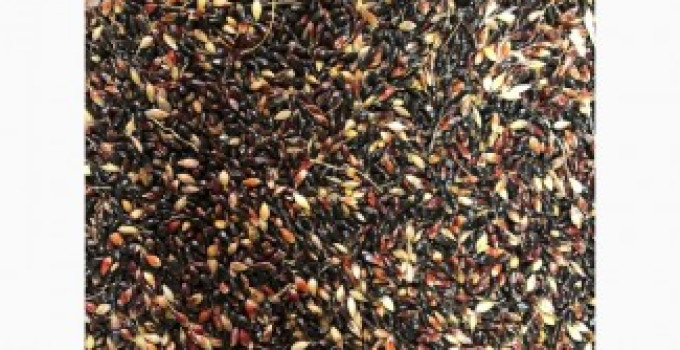 Семена однолетних и многолетних трав