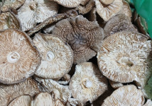 Пантерный мухомор с Алтая