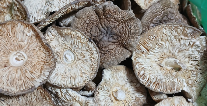 Пантерный мухомор с Алтая