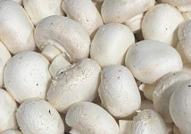 Шампиньоны свежие