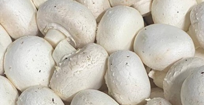 Шампиньоны свежие