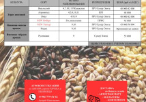 «СЕМЕННАЯ ЛИГА» предлагает