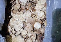 Пантерный мухомор с Алтая