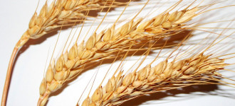Семена озимой пшеницы Алексеич, Безостая 100, Баграт, Гром, Гурт, Граф, Гомер