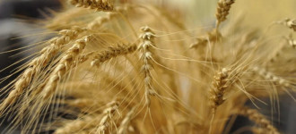 Семена озимой пшеницы Степь, Таня, Тимирязевка-150, Юка, Юбилейная 100