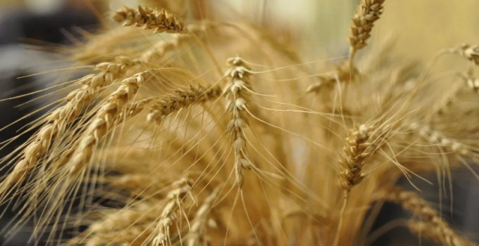 Семена озимой пшеницы Степь, Таня, Тимирязевка-150, Юка, Юбилейная 100
