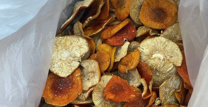 мухомор красный