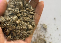 Подсолнечный шрот