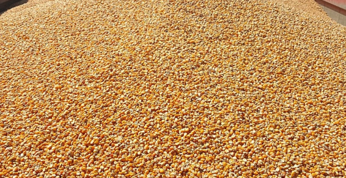 Кукуруза кормовая