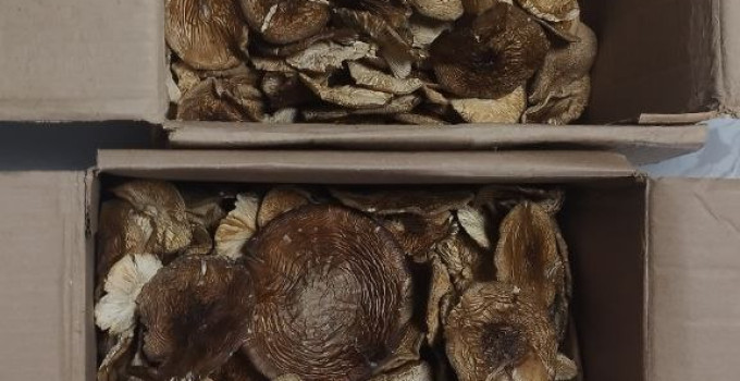 мухомор красный и пантерный