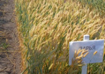 Пшеница Дарья