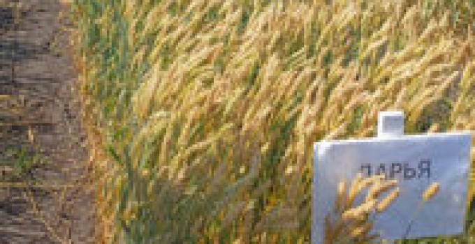 Пшеница Дарья