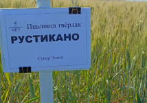 Пшеница твёрдая Рустикано