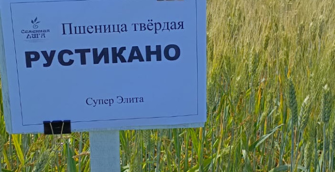 Пшеница твёрдая Рустикано