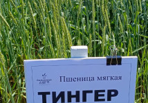 Пшеница Тингер