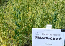 Горох Ямальский
