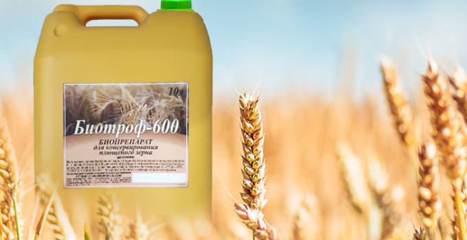 Биотроф -600: консервант для плющеного зерна