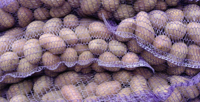 Семенной картофель отличного качества