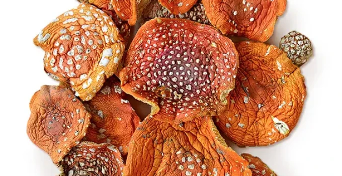 Красный мухомор