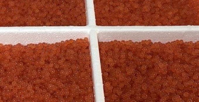 Оплодотворённая икра форели на стадиии глазка