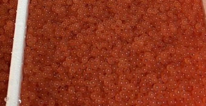 Оплодотворённая икра форели на стадиии глазка